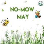 no mow may 